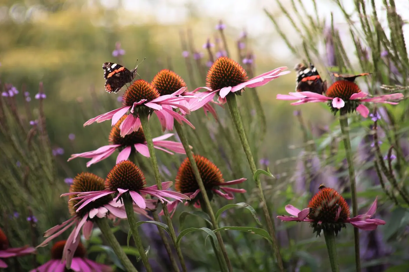 Roze zonnehoed met atalanta-vlinders en een bij in een bloemrijke border