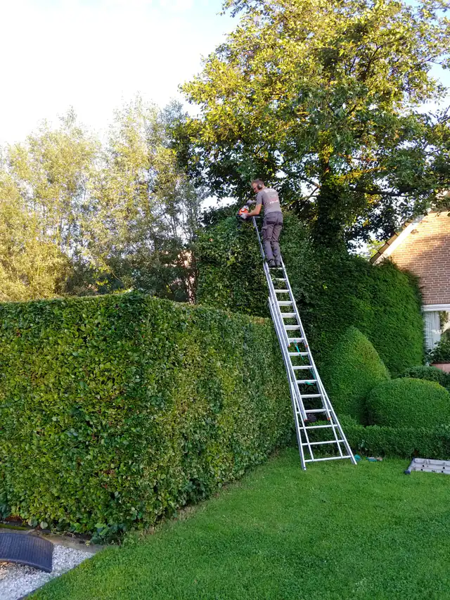 Hovenier op een hoge ladder snoeit een beukenhaag van ruim drie meter strak