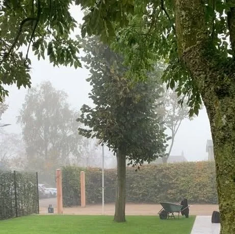 Nieuw aangelegd gazon met bomen en een pad langs een haag in Tricht